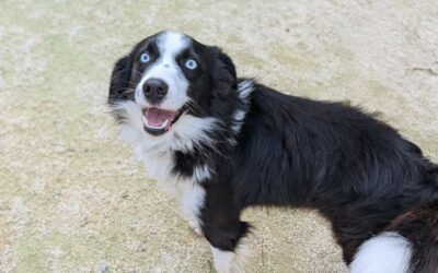 Cody – Adopté en Octobre 2025