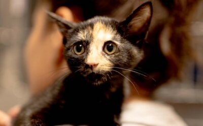 Corail – Adoptée en Octobre 2025