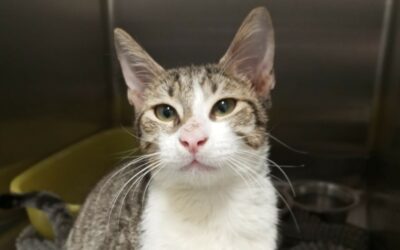 Elyo – Adopté en Octobre 2025