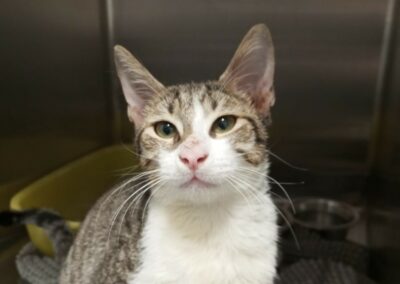 Elyo – Adopté en Octobre 2025