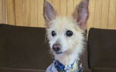 Flamby – Adopté en Octobre 2025