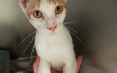 Tips – Adopté en Novembre 2025