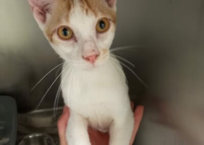 Tips – Dossiers en cours