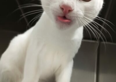 Loya – Adopté en Octobre 2025