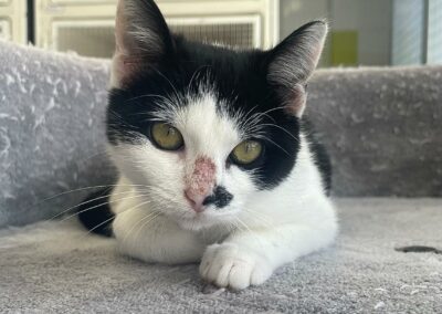 Ticha – Adoptée en Octobre 2025