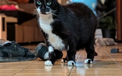 Volt – visible en famille d’accueil