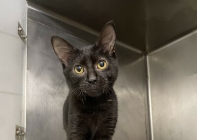 Ivar – Adopté en Octobre 2025