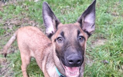 Kiwi – Adopté en Octobre 2025