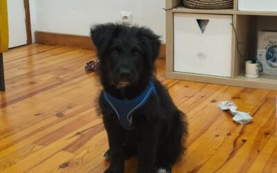 Koda – Adopté en Octobre 2025