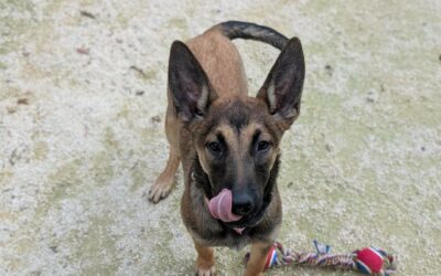 Leetchi – Adoptée en Octobre 2025