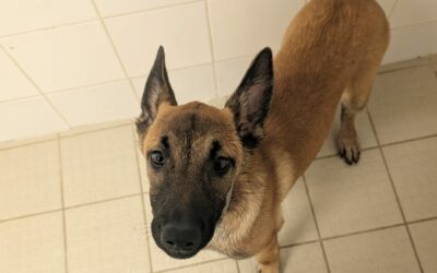 Lemon – Adoptée en Octobre 2025