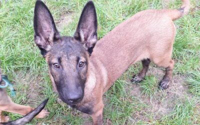 Myrtille – Adoptée en Octobre 2025