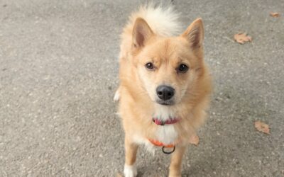 Vaiana – Adopté en Octobre 2025