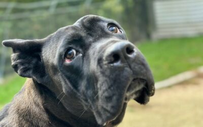 Lili – Adoptée en Novembre 2025