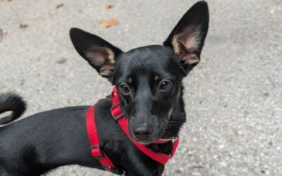 Vita – Dossiers en cours