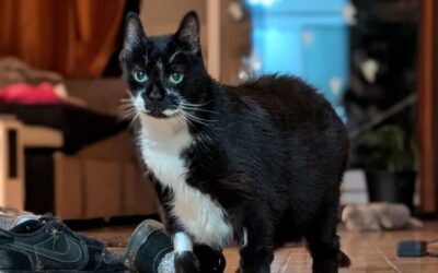 Volt – Visible en famille d’accueil