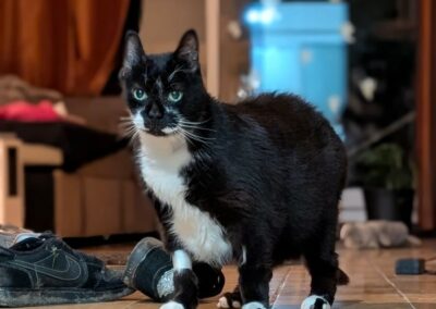 Volt – Visible en famille d’accueil