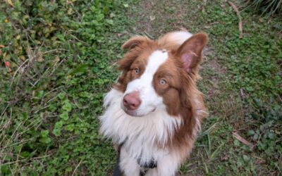 Voyce – Dossier en cours