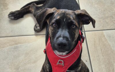 Zoran – Adopté en Octobre 2025