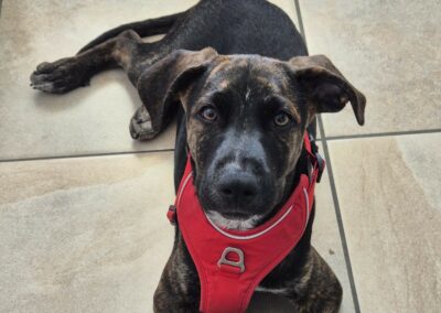 Zoran – Adopté en Octobre 2025