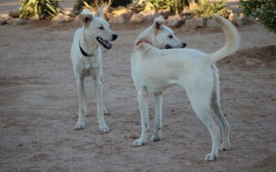 Tokyo & Loki – Adopté en Novembre 2025