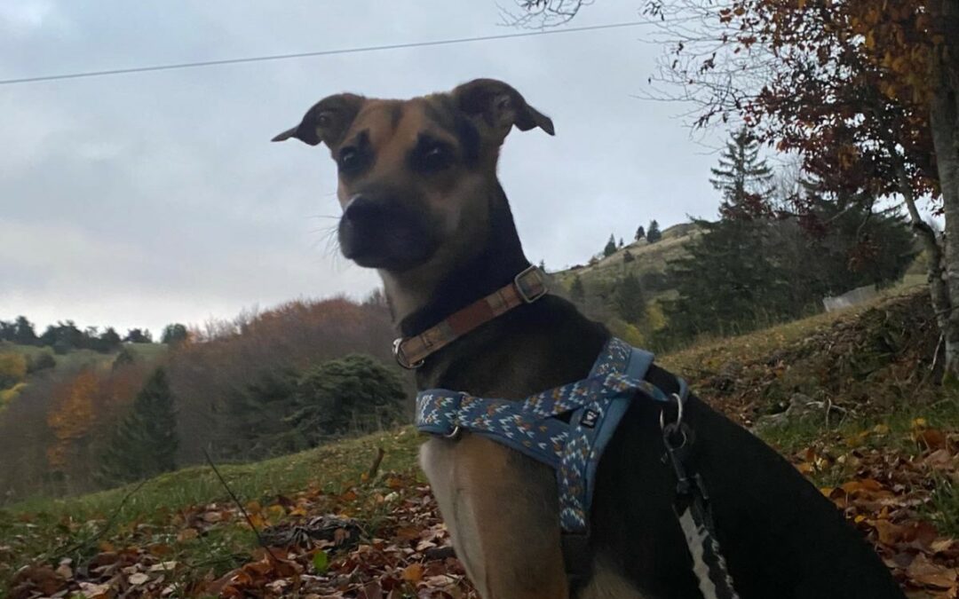 Aaron – Visible en famille d’accueil