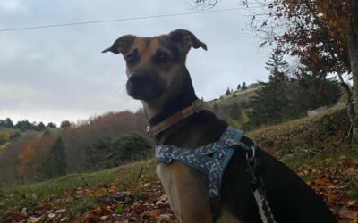 Aaron – Visible en famille d’accueil