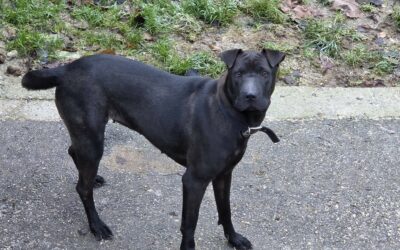 Aby – Adoptée en Février 2026