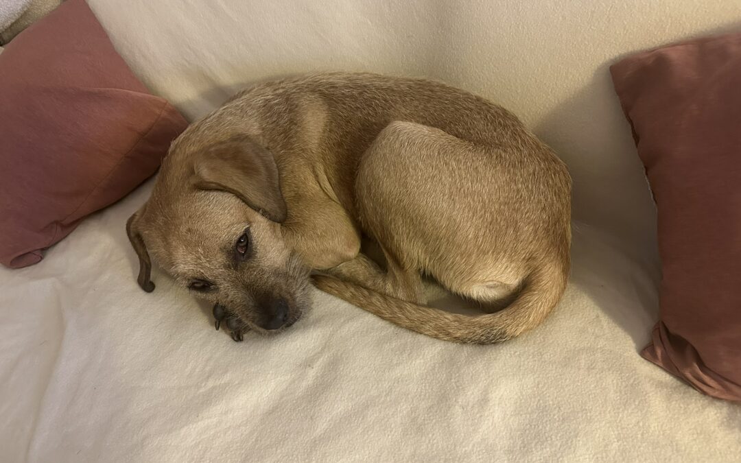 Allie – Visible en famille d’accueil