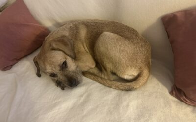 Allie – Visible en famille d’accueil