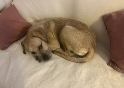 Allie – Visible en famille d’accueil