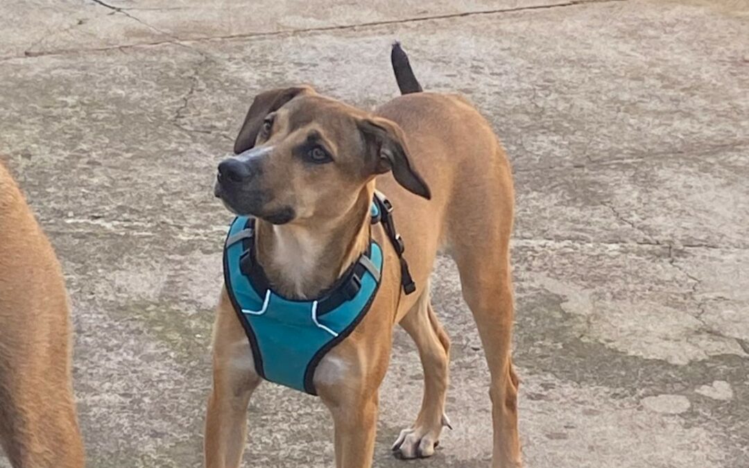 Amaya – Visible en famille d’acceuil