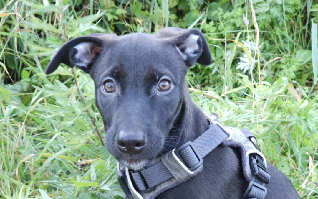 Ange – Visible en famille d’accueil