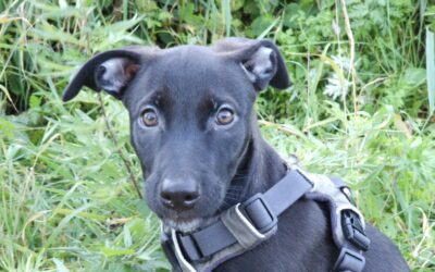 Ange – Visible en famille d’accueil