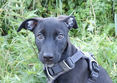 Ange – Visible en famille d’accueil