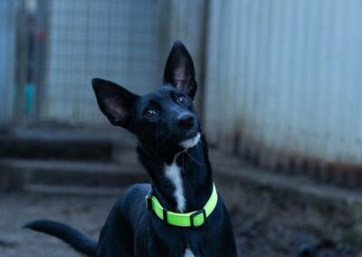 Angel – Adopté en Janvier 2026