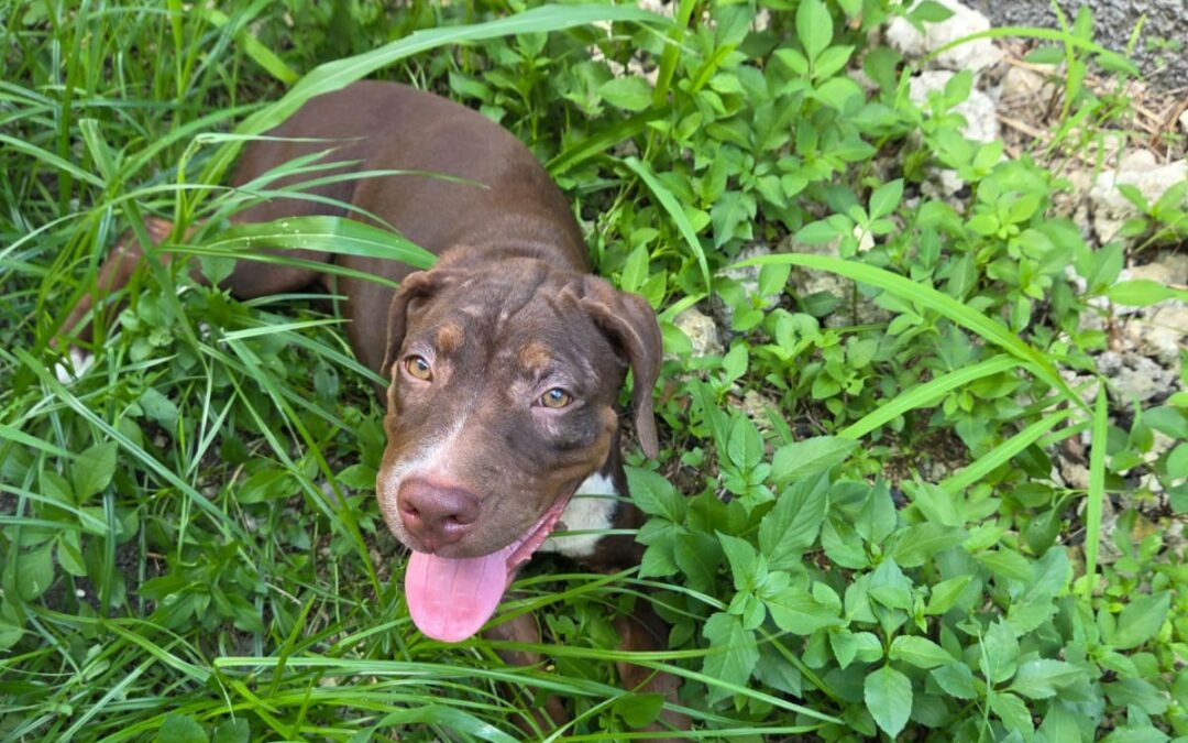 Anie – Visible en famille d’accueil