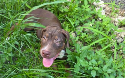 Anie – Adoptée en Décembre 2025