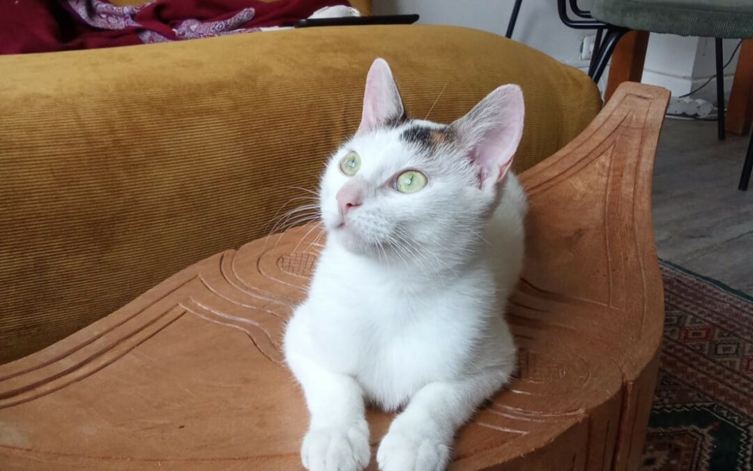 Ariane – Visible en famille d’accueil