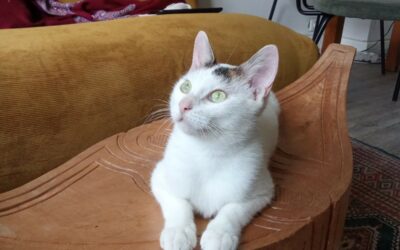 Ariane – Visible en famille d’accueil