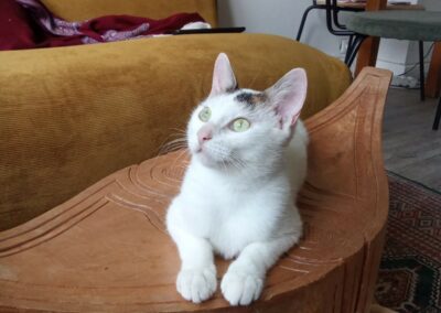 Ariane – Visible en famille d’accueil