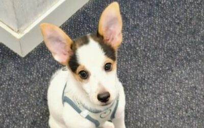 Aziel – Visible en famille d’accueil