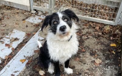 Bahia – Adoptée en Janvier 2026