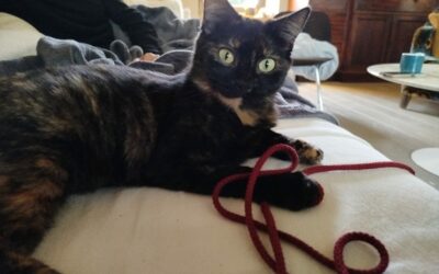 Bridget – Visible en famille d’accueil