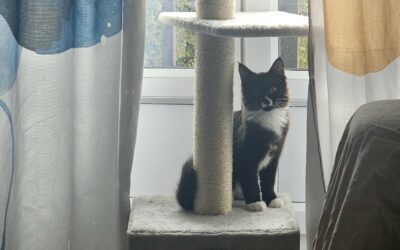 Cabotin – Visible en famille d’accueil