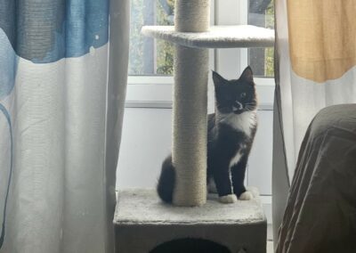 Cabotin – Visible en famille d’accueil