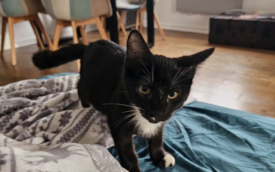 Cabriol – Visible en famille d’accueil