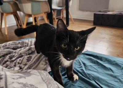 Cabriol – Visible en famille d’accueil