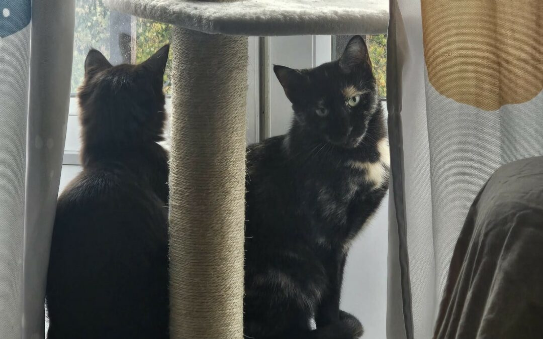 Capri – Visible en famille d’accueil