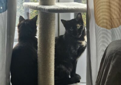 Capri – Visible en famille d’accueil